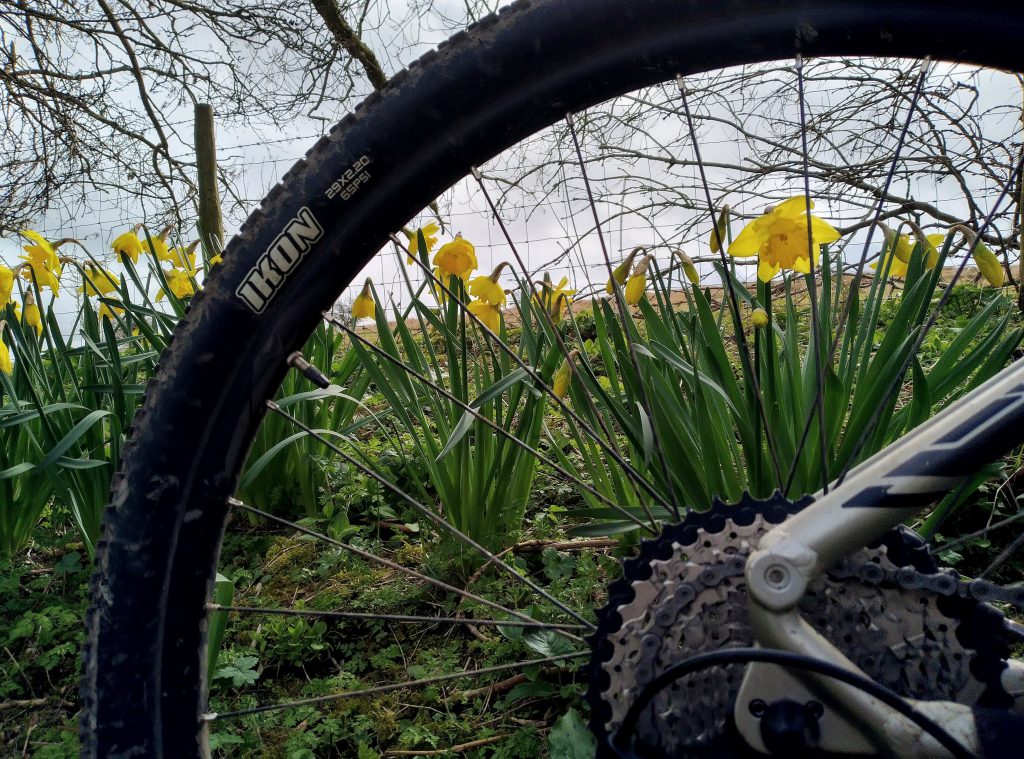 A mountain bike wheel with daffodils.